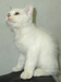 รูปย่อ ขายแมวเปอร์เซียผสมสีขาว เพศผู้ สวยๆ น่ารัก ราคาไม่แพงจ้าาา รูปที่3