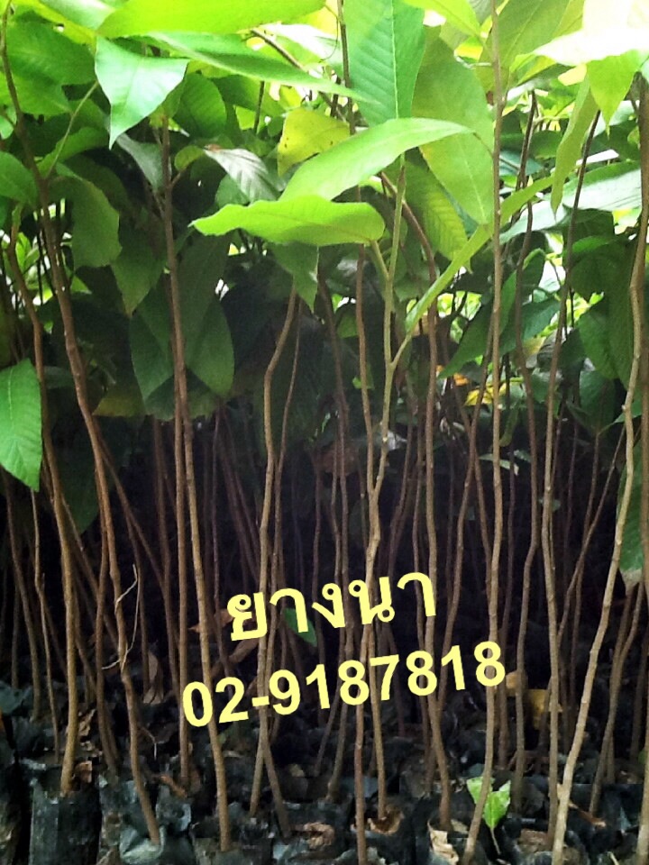 ต้นกล้ายางนา รูปที่ 2
