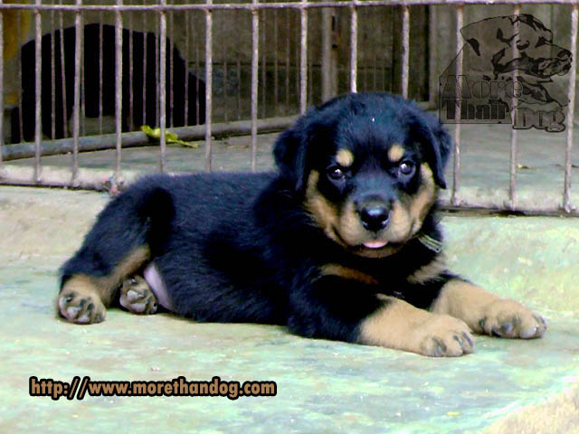 ขายลูกร็อตไวเลอร์(rottweiler) จากฟาร์มโดยตรง มีประกัน รูปที่ 2