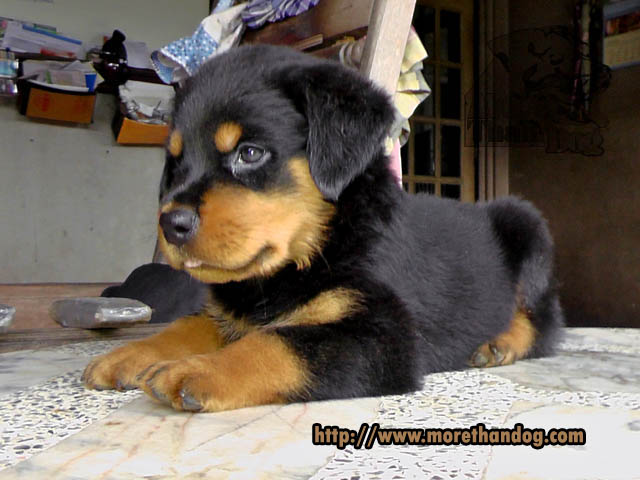 ขายลูกร็อตไวเลอร์(rottweiler) จากฟาร์มโดยตรง มีประกัน รูปที่ 6