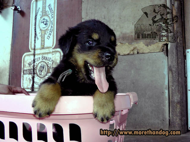 ขายลูกร็อตไวเลอร์(rottweiler) จากฟาร์มโดยตรง มีประกัน รูปที่ 5