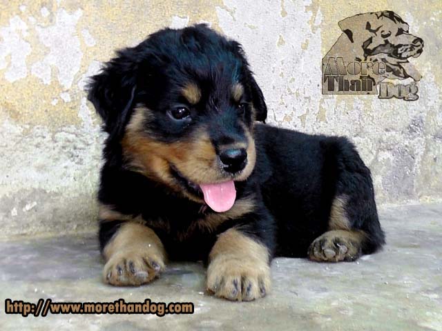ขายลูกร็อตไวเลอร์(rottweiler) จากฟาร์มโดยตรง มีประกัน รูปที่ 4