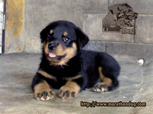 ขายลูกร็อตไวเลอร์(rottweiler) จากฟาร์มโดยตรง มีประกัน รูปที่ 7