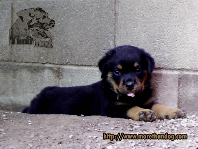 ขายลูกร็อตไวเลอร์(rottweiler) จากฟาร์มโดยตรง มีประกัน รูปที่ 3