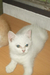 รูปย่อ ขายแมวเปอร์เซียผสมสีขาว เพศผู้ สวยๆ น่ารัก ราคาไม่แพงจ้าาา รูปที่5