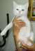 รูปย่อ ขายแมวเปอร์เซียผสมสีขาว เพศผู้ สวยๆ น่ารัก ราคาไม่แพงจ้าาา รูปที่2