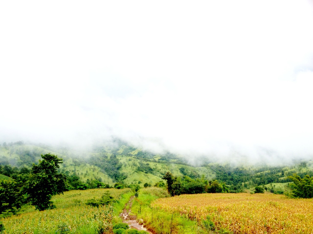 บ้านพัก และ เต็นท์ เขาค้อ รูปที่ 7