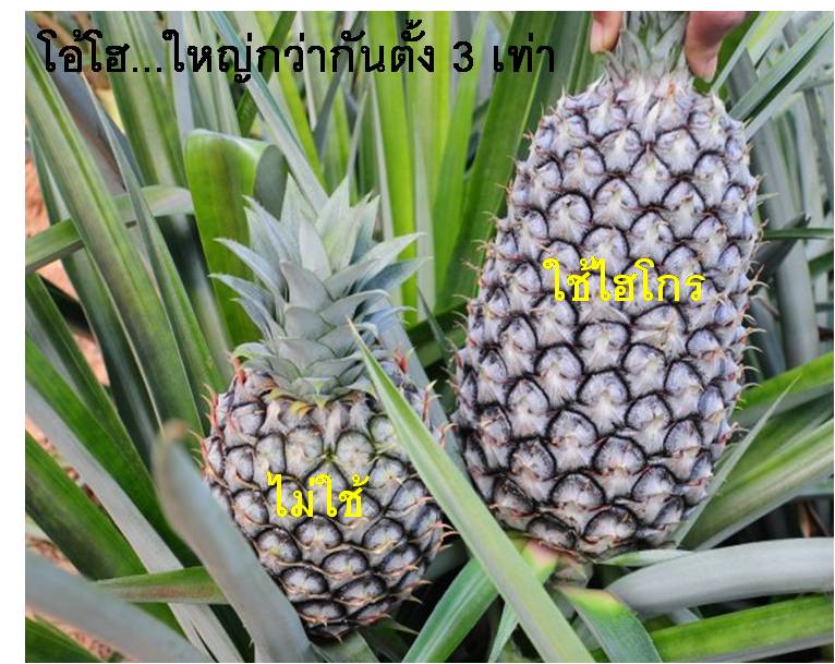 ไฮไลฟ์โกร แอล ปุ๋ยน้ำ ไร้สารเคมี เพิ่มผลผลิต ลดต้นทุน ผลดกเต็มต้น กับ ปุ๋ยน้ำไร้สารเคมี รูปที่ 1