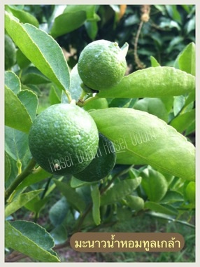ซื้อ10 ฟรี1 ส่งฟรี ems จำหน่ายกิ่งตอนมะนาวพร้อมชำ พันธุ์แป้นวิเศษ(แท้) แป้นพิจิตร แป้นศรีทอง น้ำหอมทูลเกล้าไร้เมล็ด เลมอนไร้เมล็ด รูปที่ 7