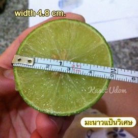 ซื้อ10 ฟรี1 ส่งฟรี ems จำหน่ายกิ่งตอนมะนาวพร้อมชำ พันธุ์แป้นวิเศษ(แท้) แป้นพิจิตร แป้นศรีทอง น้ำหอมทูลเกล้าไร้เมล็ด เลมอนไร้เมล็ด รูปที่ 5