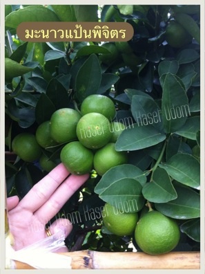 ซื้อ10 ฟรี1 ส่งฟรี ems จำหน่ายกิ่งตอนมะนาวพร้อมชำ พันธุ์แป้นวิเศษ(แท้) แป้นพิจิตร แป้นศรีทอง น้ำหอมทูลเกล้าไร้เมล็ด เลมอนไร้เมล็ด รูปที่ 2