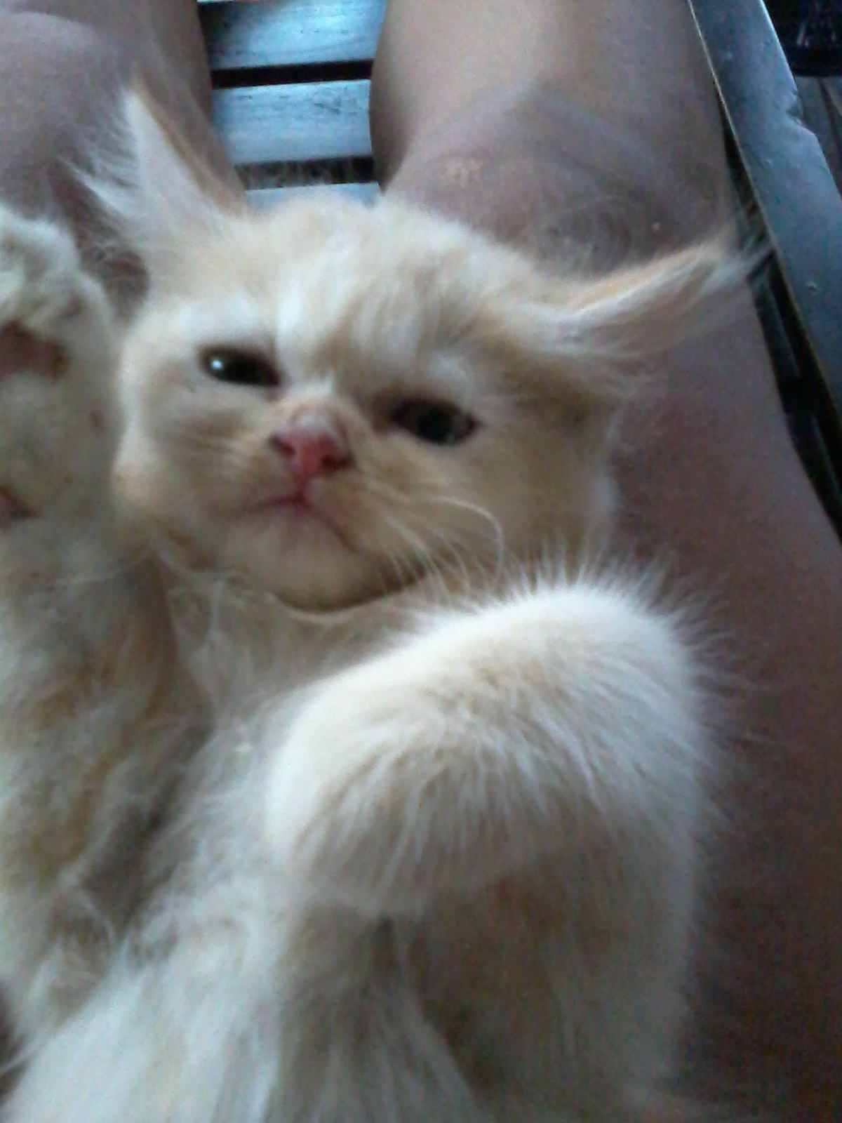 ลูกแมวเปอร์เซีย+วิเชียนมาส รูปที่ 2