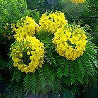 เมล็ดพันธุ์คูน ดอกสีม่วง รูปที่ 7