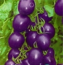 เมล็ดพริกเผ็ดติดอันดับโลก Trinidad Moruga Scorpion  รูปที่ 3