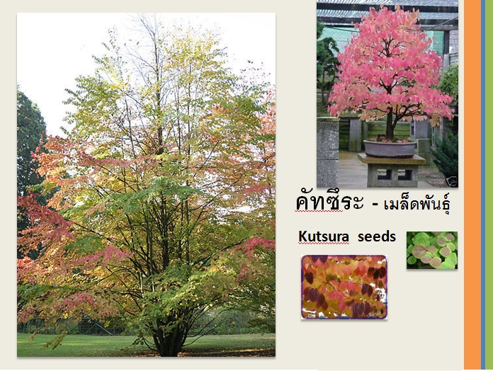 เมล็ดพันธุ์คูน ดอกสีม่วง รูปที่ 3