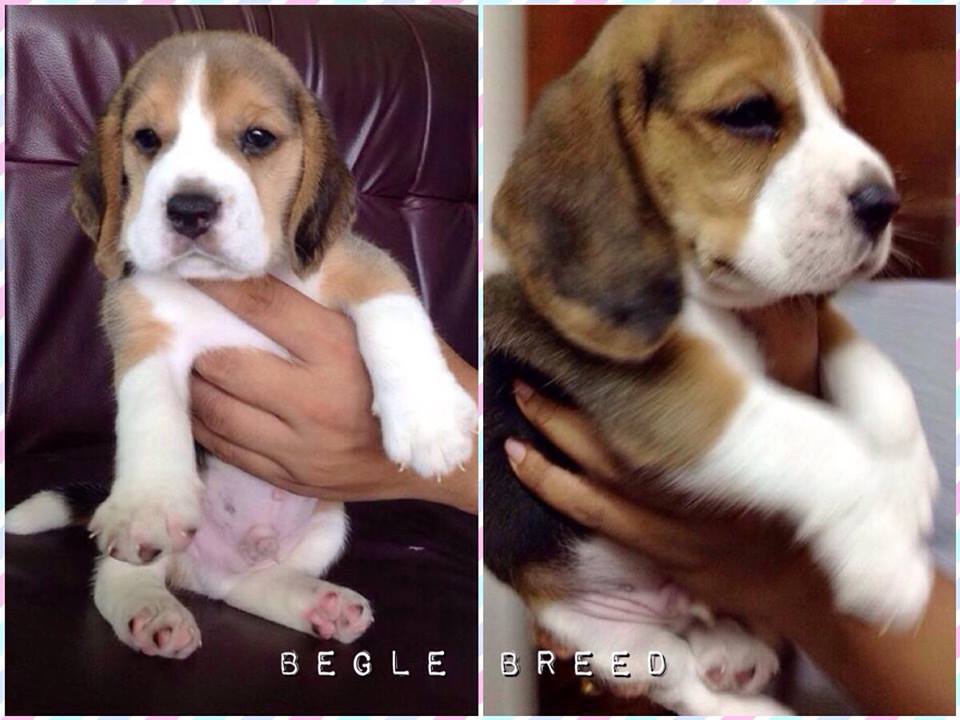 Begle Breed#ลูกสุนัขบีเกิ้ลพันธุ์แท้__(FB)Begle Breed รูปที่ 2