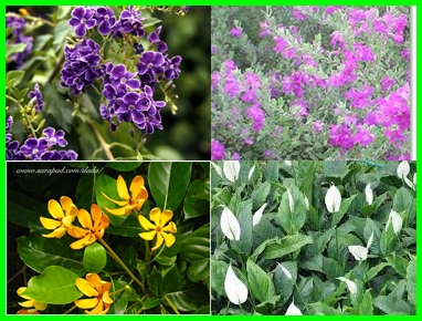 didi-landscape-design รูปที่ 5