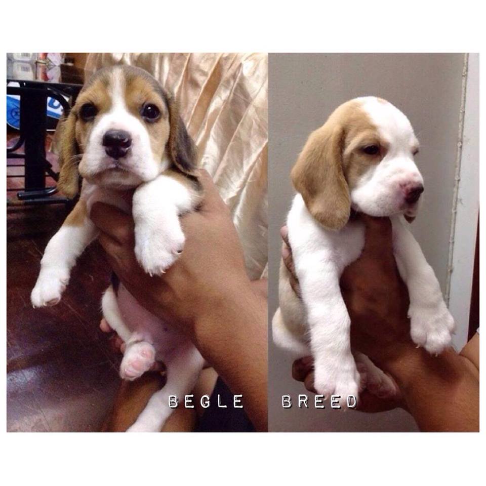 Begle Breed#ลูกสุนัขบีเกิ้ลพันธุ์แท้__(FB)Begle Breed รูปที่ 4