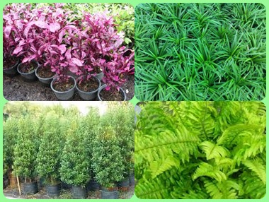 didi-landscape-design รูปที่ 4