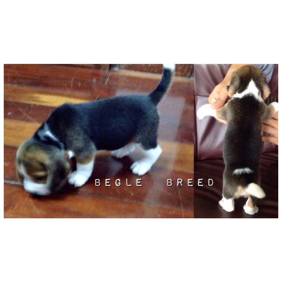 Begle Breed#ลูกสุนัขบีเกิ้ลพันธุ์แท้__(FB)Begle Breed รูปที่ 5