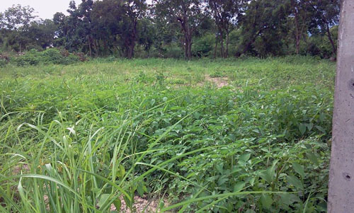 Land for sale @ Chiang Mai รูปที่ 3
