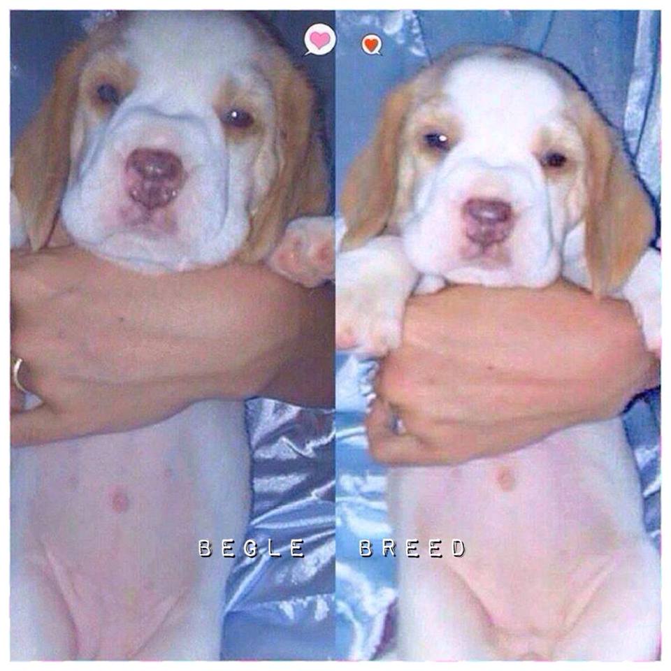 Begle Breed#ลูกสุนัขบีเกิ้ลพันธุ์แท้__(FB)Begle Breed รูปที่ 3