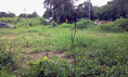 Land for sale @ Chiang Mai