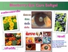 รูปย่อ Blueberry Eyecare softgel บลูเบอร์รี่ อายแคร์ซอฟท์เจล ถนอมดวงตาให้มีสุขภาพดีเสมอ รูปที่3