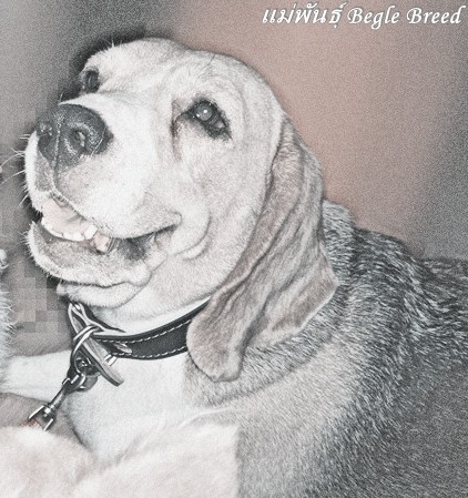 Begle บีเกิ้ล_สายพันธุ์แท้ สุขภาพดี ประวัติเชื่อถือได้(FB)Begle Breed รูปที่ 7