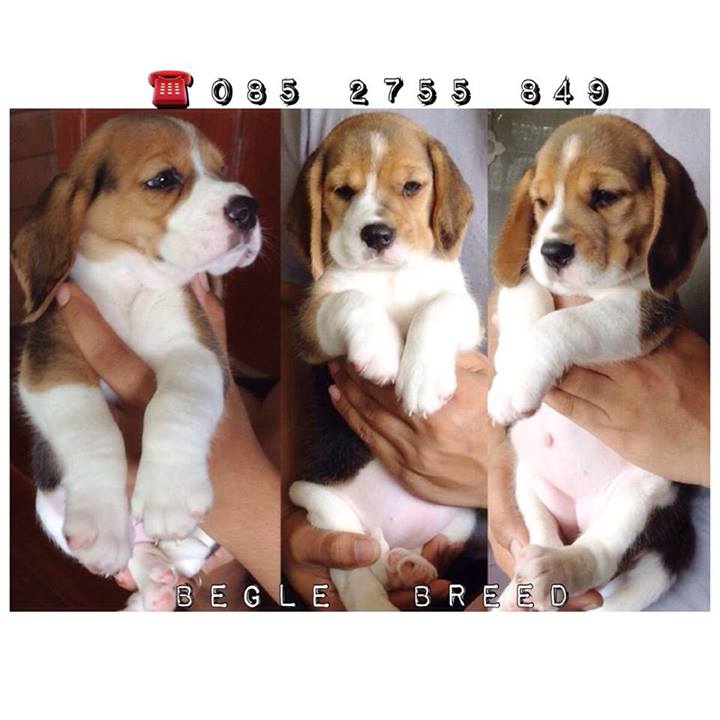 Begle บีเกิ้ล_สายพันธุ์แท้ สุขภาพดี ประวัติเชื่อถือได้(FB)Begle Breed รูปที่ 5