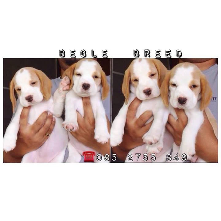 Begle บีเกิ้ล_สายพันธุ์แท้ สุขภาพดี ประวัติเชื่อถือได้(FB)Begle Breed รูปที่ 6