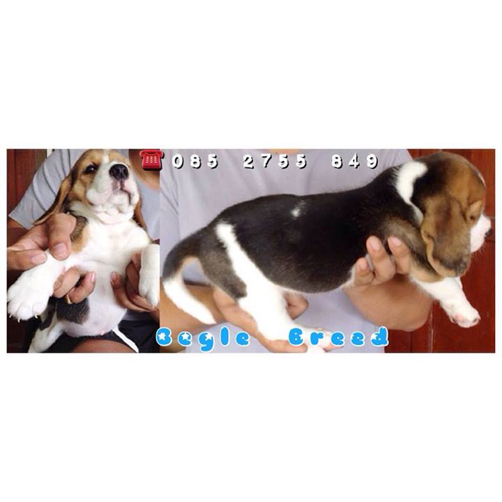Begle บีเกิ้ล_สายพันธุ์แท้ สุขภาพดี ประวัติเชื่อถือได้(FB)Begle Breed รูปที่ 2