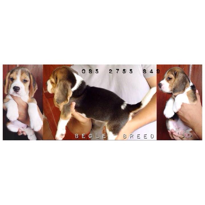 Begle บีเกิ้ล_สายพันธุ์แท้ สุขภาพดี ประวัติเชื่อถือได้(FB)Begle Breed รูปที่ 4