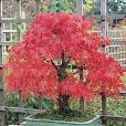 เมล็ดพันธุ์กุหลาบสีแดง ชมพ ขาว และเมล็ดพันธุ์ไม้แปลกใหม่จากต่างประเทศหลากหลาย  พร้อมส่ง รูปที่ 2