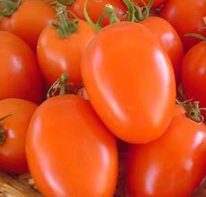 เมล็ดพริกเผ็ดติดอันดับโลก Trinidad Moruga Scorpion  รูปที่ 4