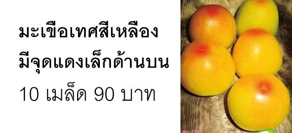เมล็ดพริกเผ็ดติดอันดับโลก Trinidad Moruga Scorpion  รูปที่ 6