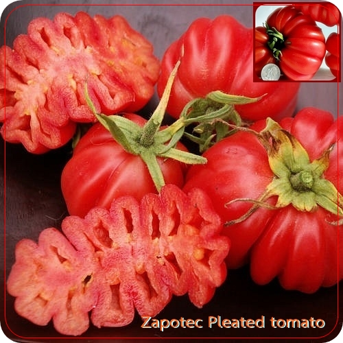 เมล็ดพริกเผ็ดติดอันดับโลก Trinidad Moruga Scorpion  รูปที่ 7