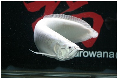 *****----ขาย ปลามังกรเงิน สีขาว snow arowana อายุ 4 ปี ยาว32