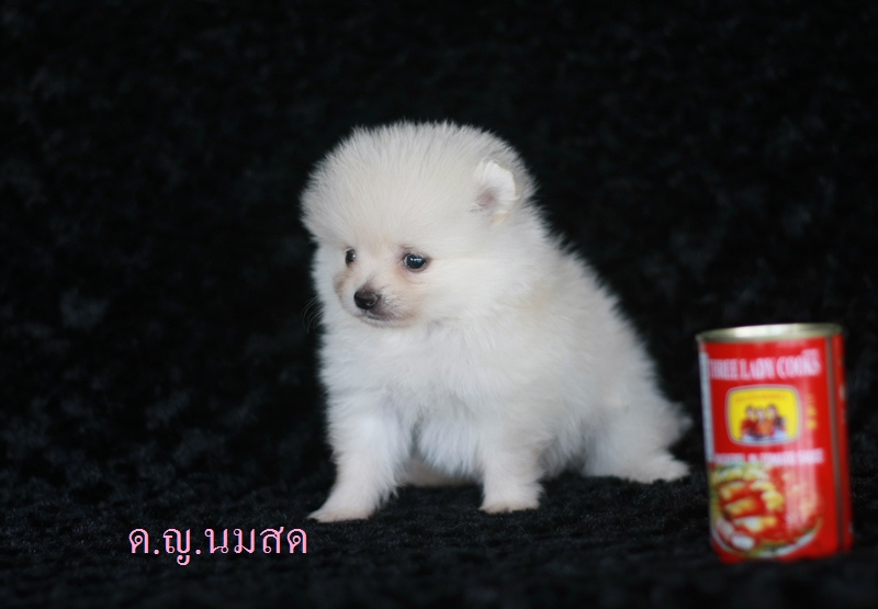 ขายปอมขาว หน้าหมี เพศเมีย 4 ตัว มีใบเพ็ด ราคาเบาๆ  รูปที่ 6