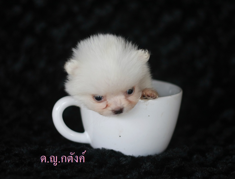 ขายปอมขาว หน้าหมี เพศเมีย 4 ตัว มีใบเพ็ด ราคาเบาๆ  รูปที่ 7