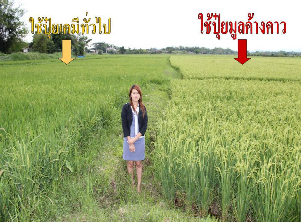 ผลิตภัณฑ์ ! สำหรับพืชทุกชนิด ลองท้าพิสูจน์กันได้เลย งอกเร็ว ต้นสมบูรณ์ ออกรากมาก เพิ่มผลผลิต ไม่มีสารตกค้าง ไม่ลองไม่รู้... รูปที่ 6