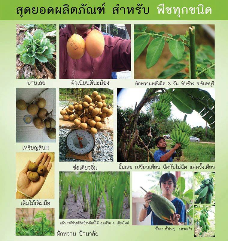 ผลิตภัณฑ์ ! สำหรับพืชทุกชนิด ลองท้าพิสูจน์กันได้เลย งอกเร็ว ต้นสมบูรณ์ ออกรากมาก เพิ่มผลผลิต ไม่มีสารตกค้าง ไม่ลองไม่รู้... รูปที่ 3