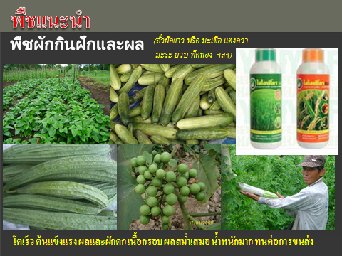ผลิตภัณฑ์ ! สำหรับพืชทุกชนิด ลองท้าพิสูจน์กันได้เลย งอกเร็ว ต้นสมบูรณ์ ออกรากมาก เพิ่มผลผลิต ไม่มีสารตกค้าง ไม่ลองไม่รู้... รูปที่ 2