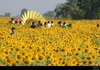 รูปย่อ ทริปหารค่าใช้จ่าย (กรุงเทพ-ทุ่งทานตะวัน-เจ็ดสาวน้อย) รูปที่3