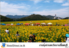 รูปย่อ ทริปหารค่าใช้จ่าย (กรุงเทพ-ทุ่งทานตะวัน-เจ็ดสาวน้อย) รูปที่1