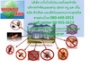รูปย่อ กำจัดแมลงสาบ ปลวก เห็บ หนู ด้วยสมุนไพร ราคาถูก ครั้งเดียวหายขาด โทร.0894492913 บ.นาโนไวท์(ประเทศไทย)จำกัด กรุงเทพฯ รูปที่5
