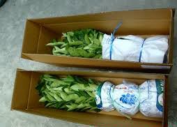 ขาย - กิ่งพันธุ์มะนาวแป้นพิจิตร1 (ดกพิเศษ) จ.ปราจีนบุรี รูปที่ 3