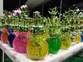 ขาย ไผ่ กวนอิม ไม้มงคล รูปที่ 4