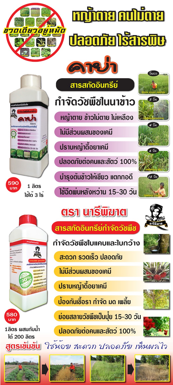ยาฆ่าหญ้าอินทรีย์ กำจัดวัชพืชในนาข้าว คาย่า รูปที่ 3