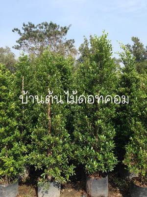 จำหน่าย,ต้นไม้ทำรั้ว,ไทรเกาหลี,คริสติน่า,อโศก,หนวดปลาหมึก,ด่างชาฮกเกี๊ยน,ชมพูออสเตรเลีย,สนปฎิพัทธ์,เป็นต้น รูปที่ 2